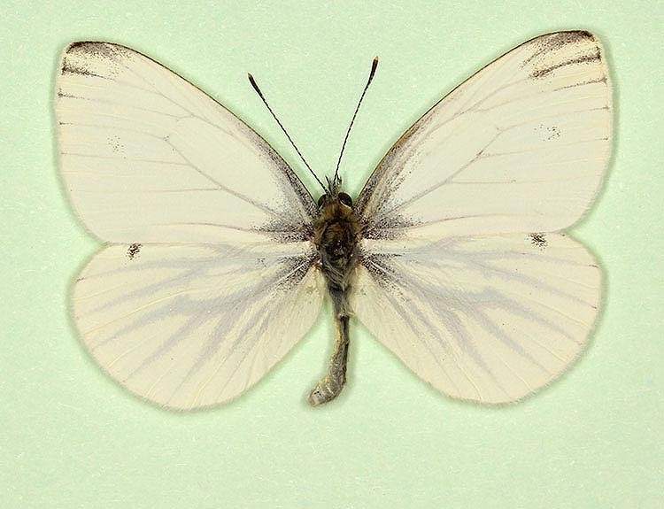 Pieris napi male (aberrant form obsoleta) (Internet Image property of respective owner, non-commercial use only)